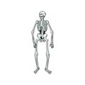 Beistle Co Beistle - 01186 - Jointed Skeleton- Pack of 12 1186